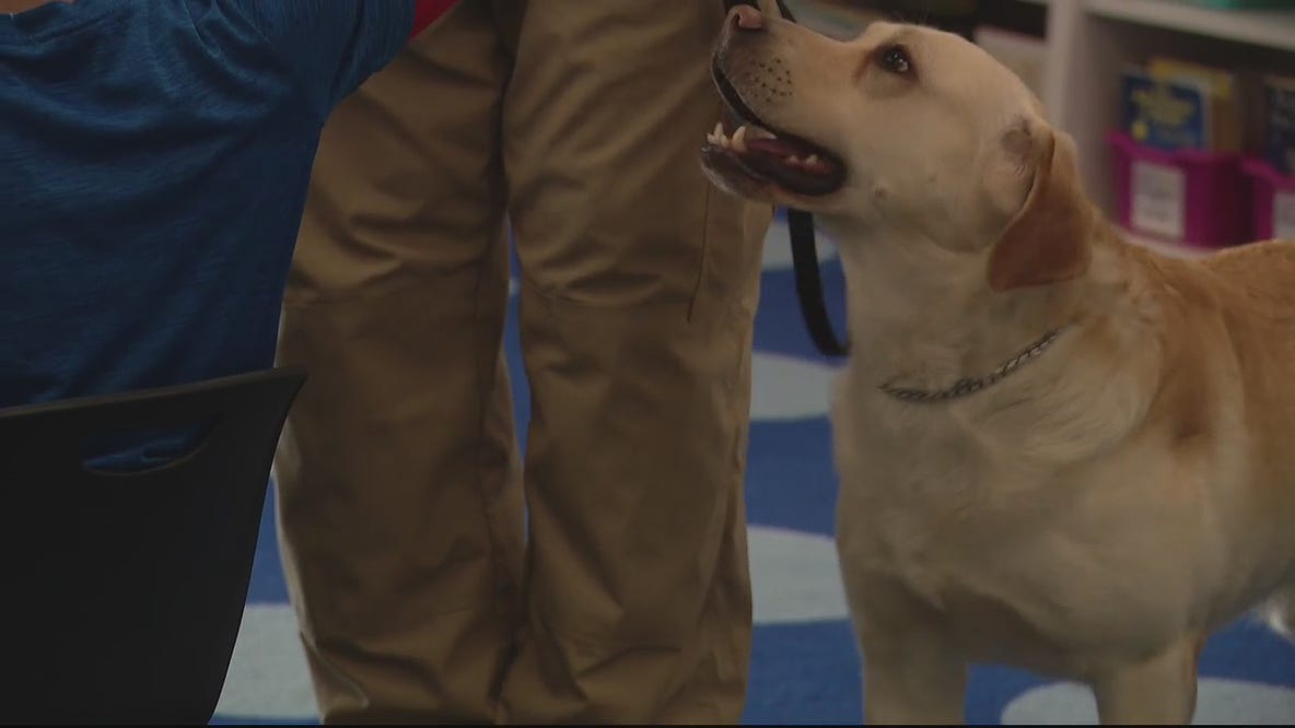 Dog trains to provide comfort, detect firearms for Plymouth-Canton school district